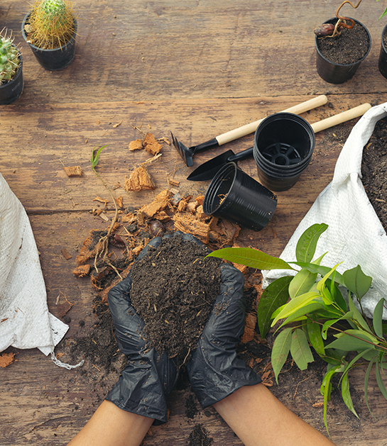 Giardinaggio e manutenzione del verde a Perugia